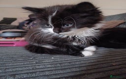 Bombay cats for sale: Kitten  - Image 2