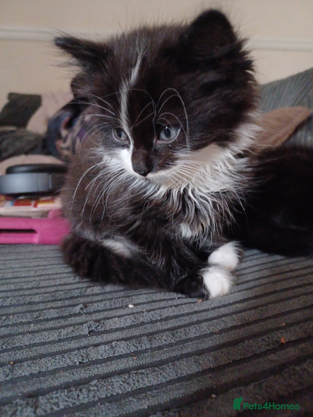 Bombay cats for sale: Kitten  - Image 2