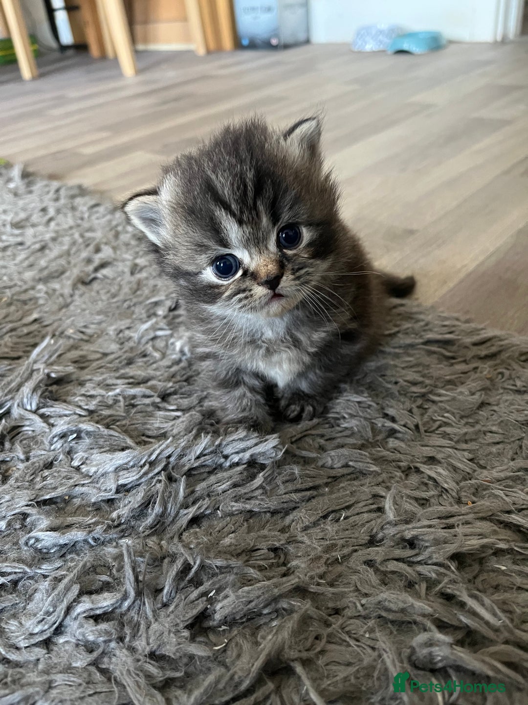 Perdoll cats for sale: Perdolls x2  - Image 4