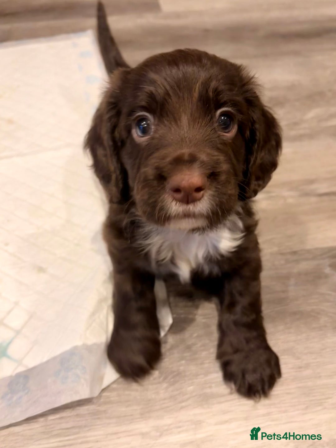 Cocker Spaniel dogs for sale: Available this week 2 beautiful spaniel puppies  - Advert 10