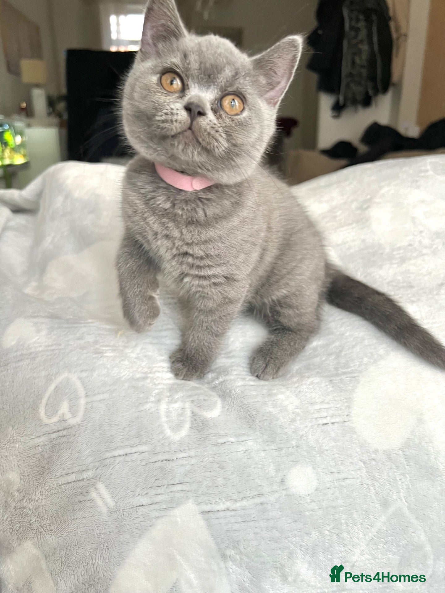 British Shorthair cats LAST GIRL!! Beautiful British Shorthair - Advert 2