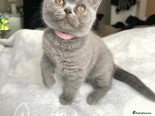 British Shorthair cats LAST GIRL!! Beautiful British Shorthair - Advert 2