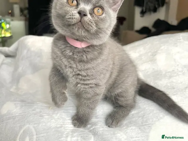 British Shorthair cats for sale: LAST GIRL!! Beautiful British Shorthair - Advert 19