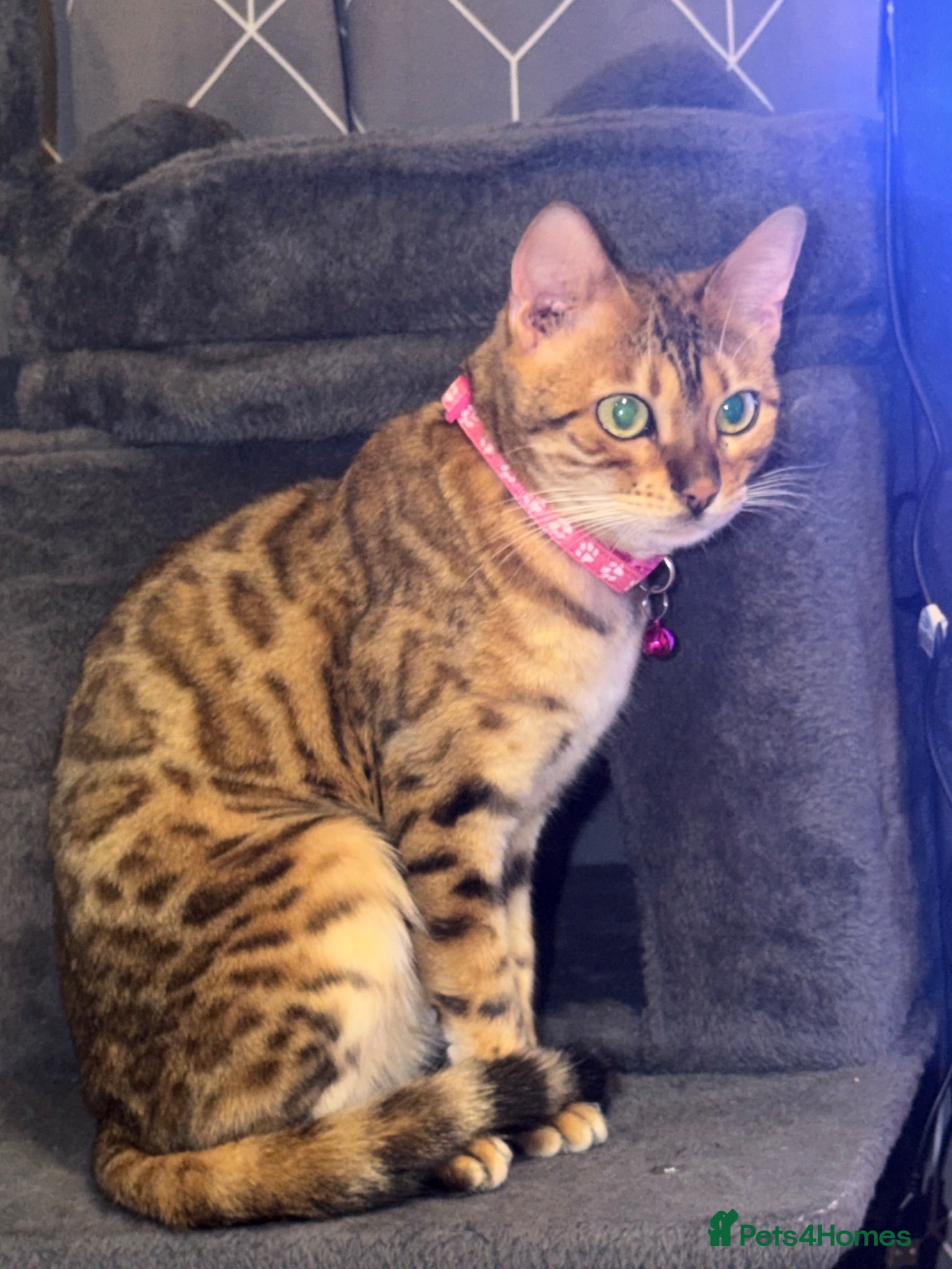 Bengal cats Bengal / Norwegian forest - Advert 3