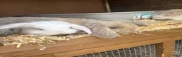 French Lop rabbits for sale: Beautiful French lop rabbits  - Advert 12