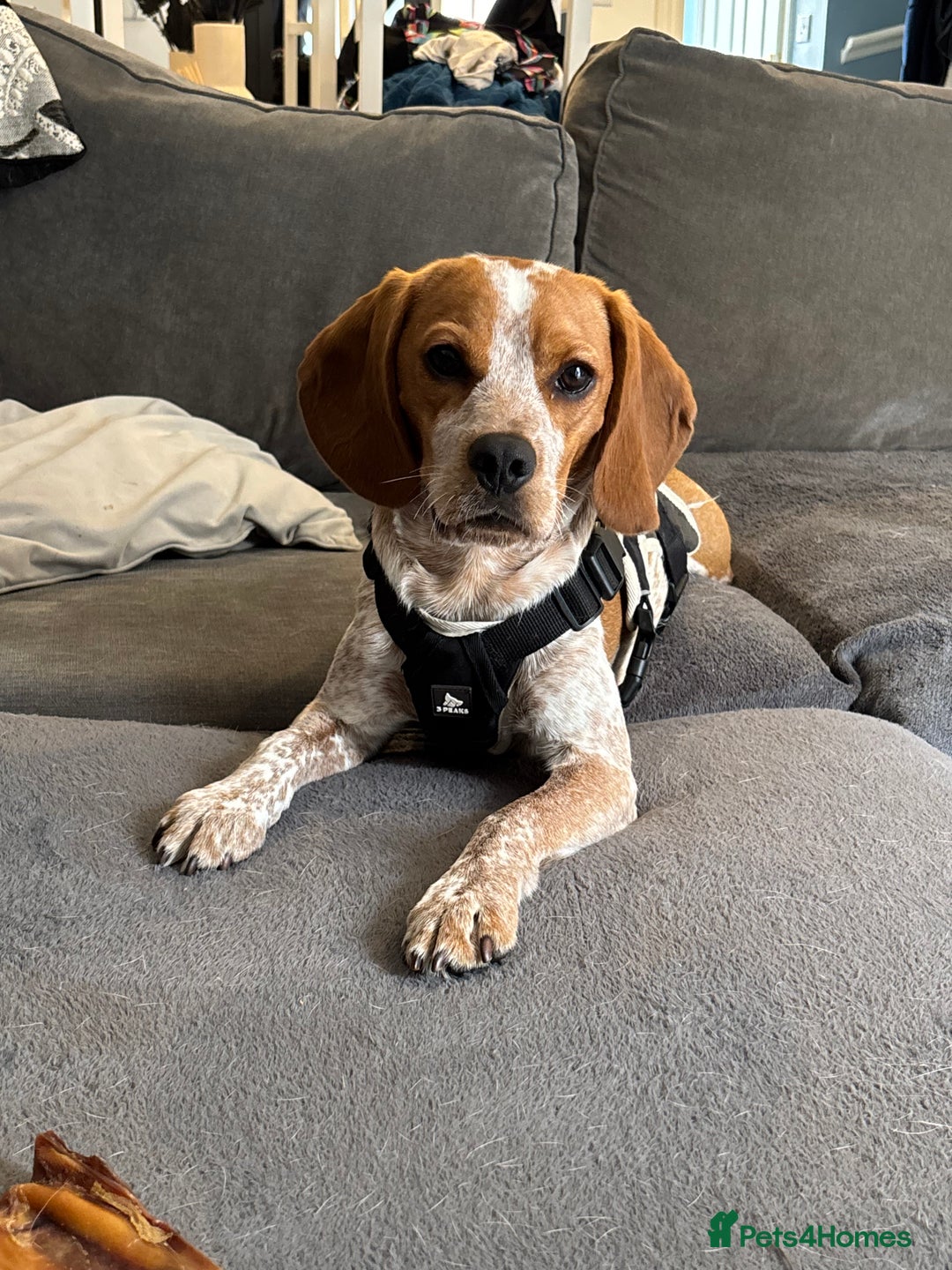 Beaglier dogs for sale: 13 month old beaglier  - Advert 12