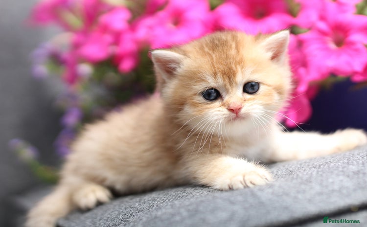 British Shorthair cats - Advert 7
