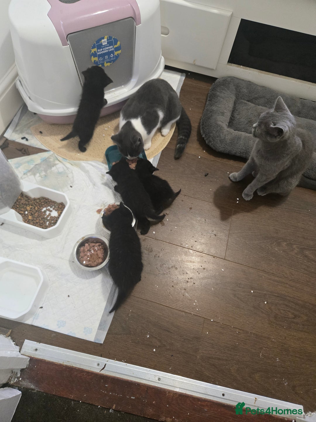 British Shorthair cats for sale: Gabriel Vasile  - Image 12