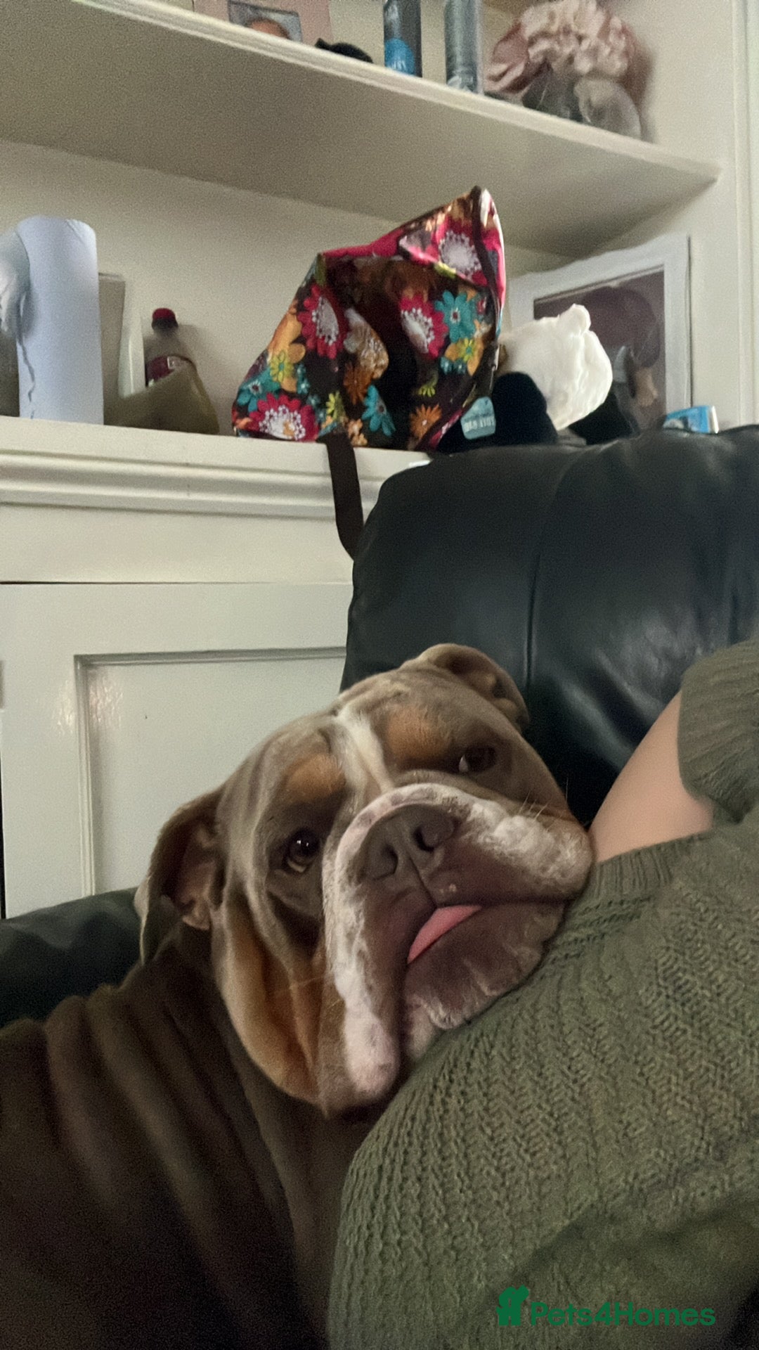 English Bulldog dogs for sale: Rehomimg due to break up - Image 25