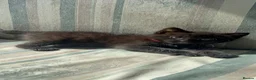 Mixed Breed cats for sale: Beautiful kittens  - Advert 8