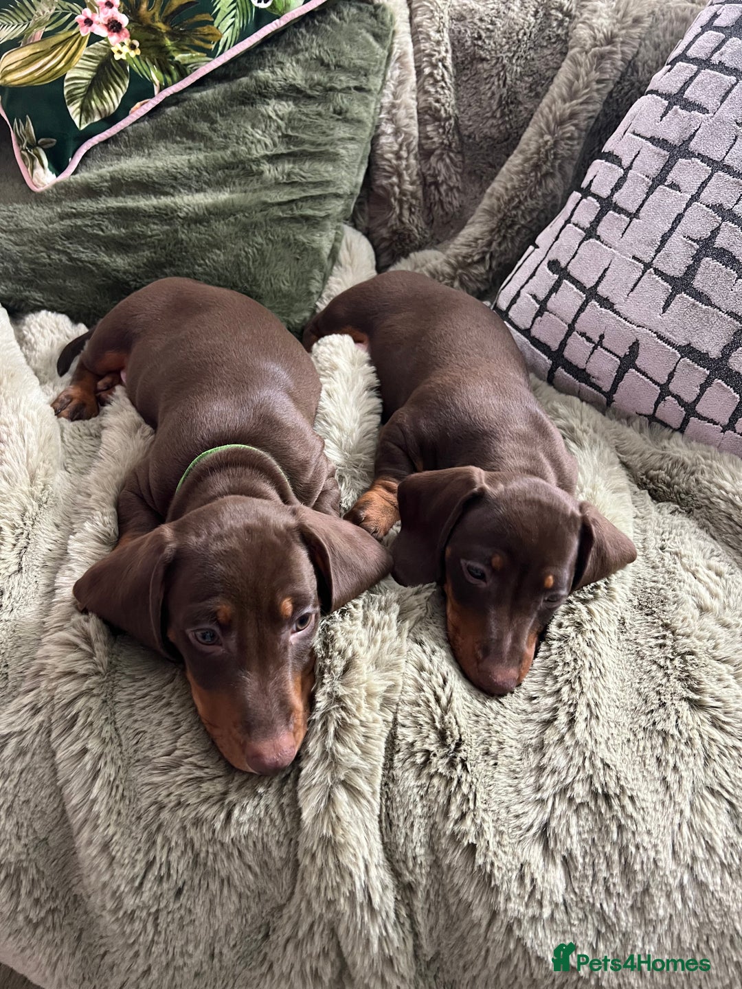 Dachshund dogs for sale: Dachshund puppies x 2 males  - Advert 1