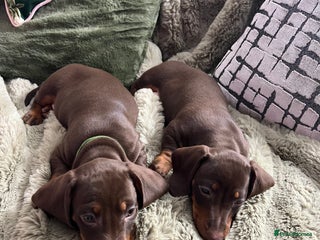Dachshund dogs Dachshund puppies x 2 males - Advert 3