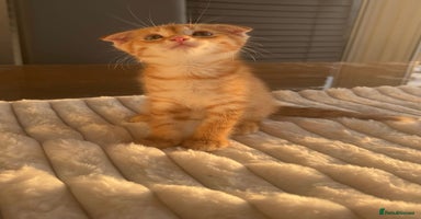 Scottish Fold cats - Advert 4