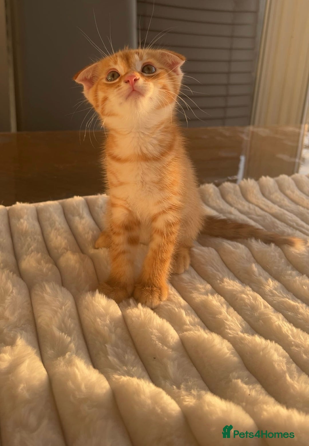Scottish Fold cats for sale: Scottish Fold/ ALL PRICE NEGOTIABLE! 🐾  - Image 3