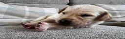 Mixed Breed dogs for sale: Beautiful Labrador x Pointer Puppies  - Advert 9