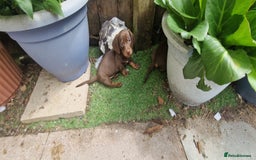 Miniature Dachshund dogs for sale: Chocolate & Red Mini Daxies - Image 23