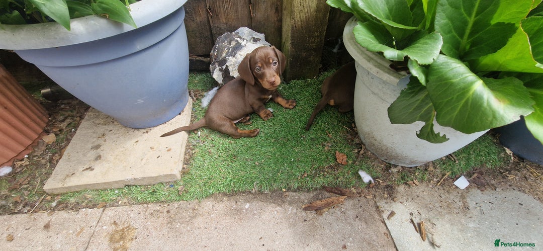 Miniature Dachshund dogs for sale: Chocolate & Red Mini Daxies - Image 23