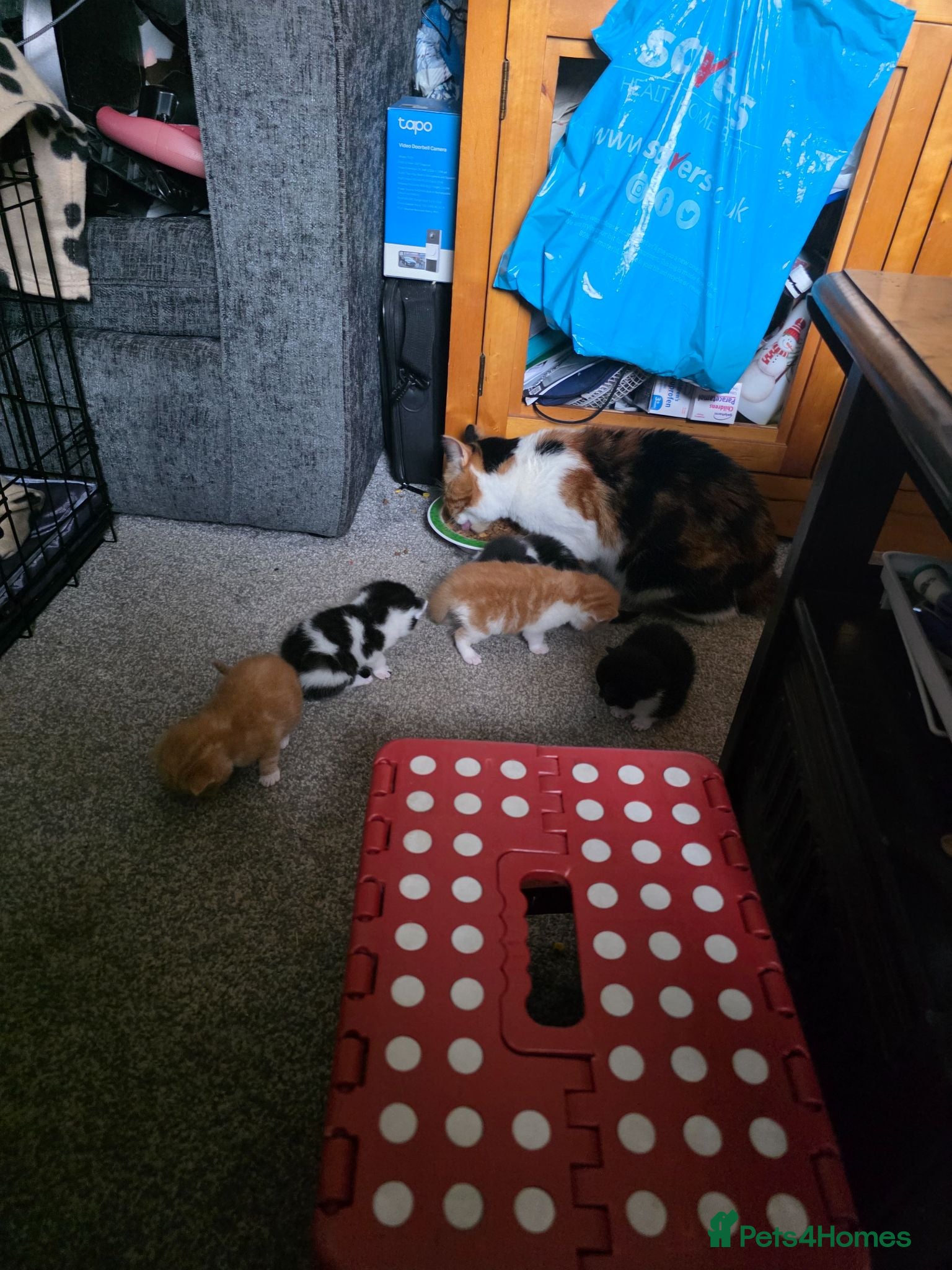 Mixed Breed cats Cute kittens! Beautiful litter! Home checks!  - Advert 21