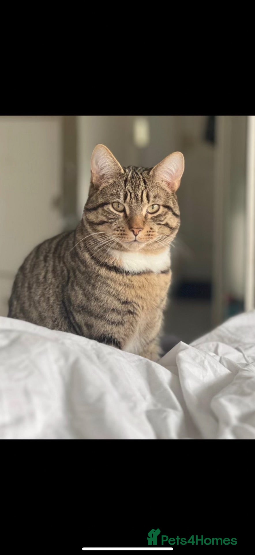 Mixed Breed cats Milo… - Advert 3