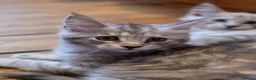 Maine Coon cats for sale: Pedigree Pure TICA Registered Maine Coon Kittens - Advert 14