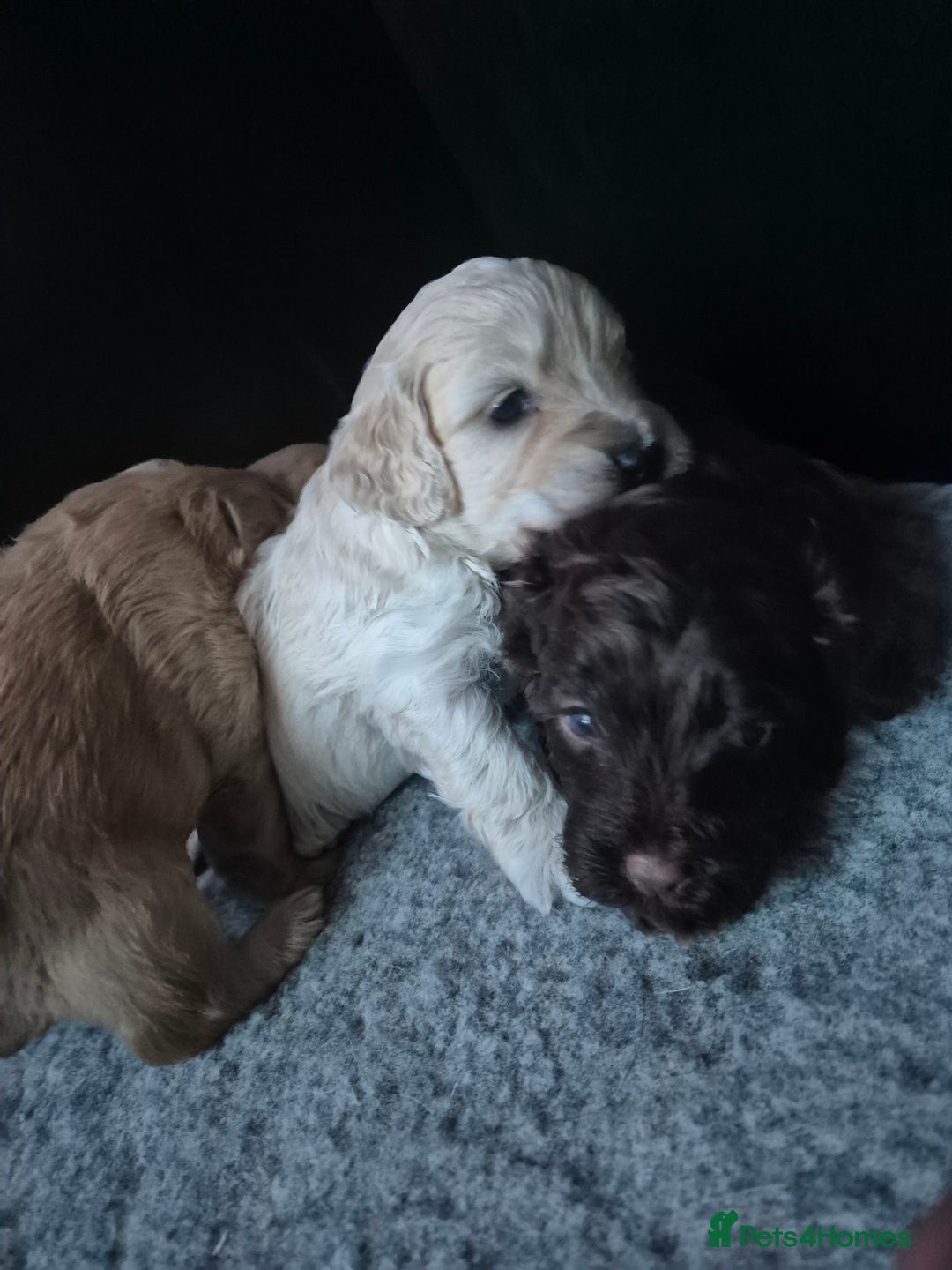 Labradoodle dogs for sale: Stunningly adorable f2b labradoodles! - Advert 19