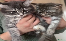 Ragdoll cats for sale: Ragdoll Cross Maine Coon Kitten  - Image 17