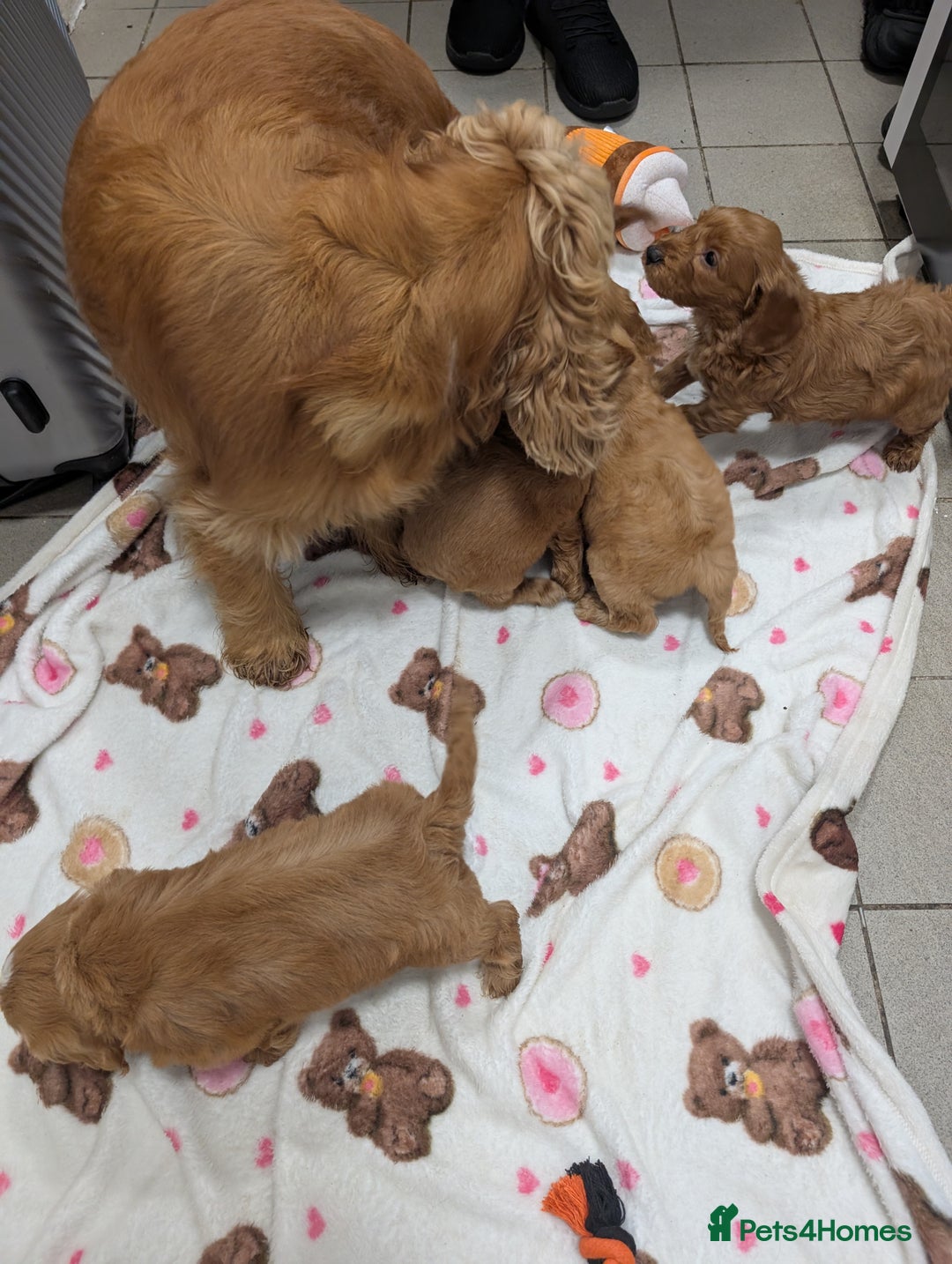 Cockapoo dogs for sale: Show type Cockapoos DNA CLEAR  - Image 7