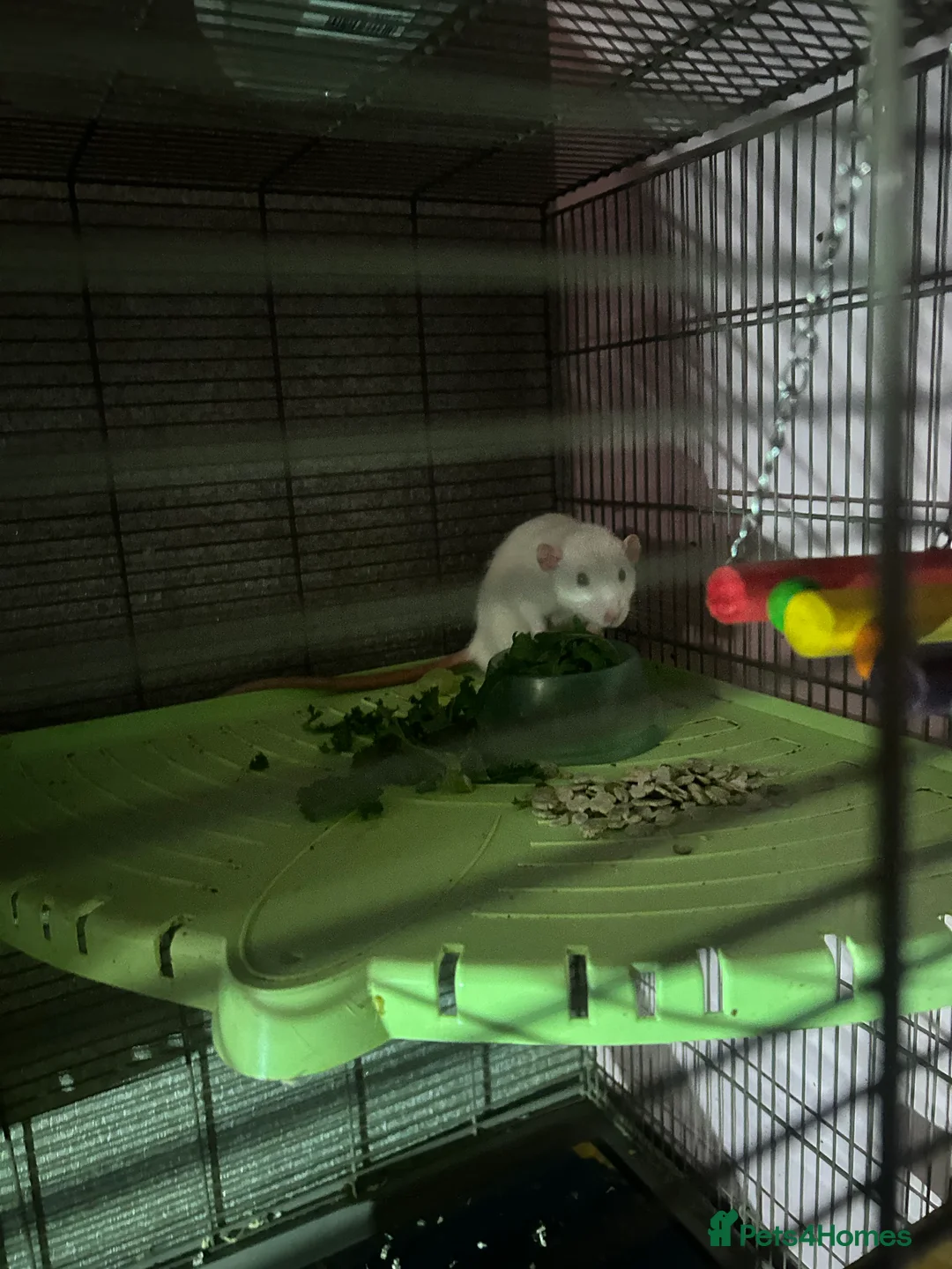 Rat rodents for sale: Male Dumbo Rats - Advert 5