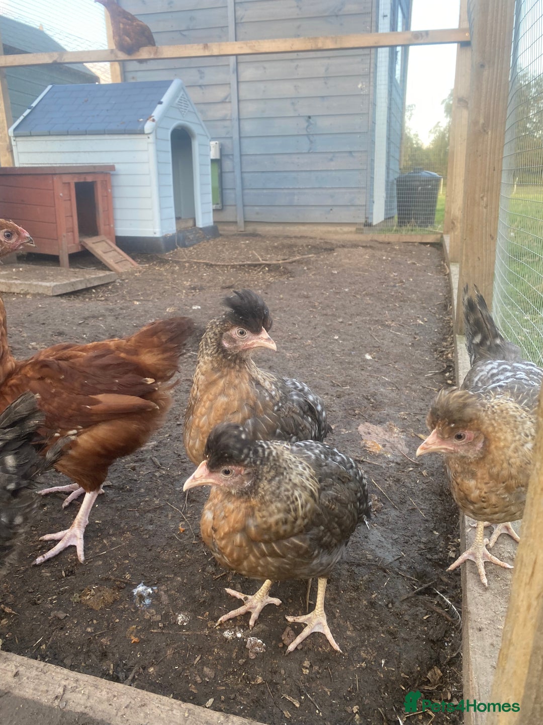 Chickens poultry for sale: Pekin, Cream Legbar & Goldlines in Wakefield - Image 7