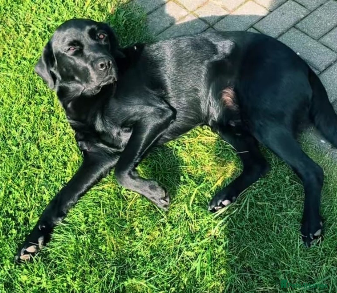 Labrador Retriever dogs for sale: Stunning Labrador puppies for sale - Advert 5