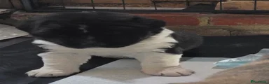 Mixed Breed 3