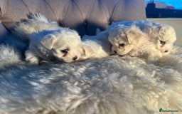 Mixed Breed dogs for sale: Bichon Maltese puppies!!! 3 girls and 1 boy!!! - Image 11