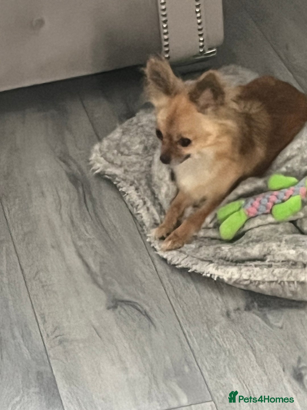 Chihuahua dogs for sale: Long haired chihuahua (tea cup) 4 years old.  - Image 3