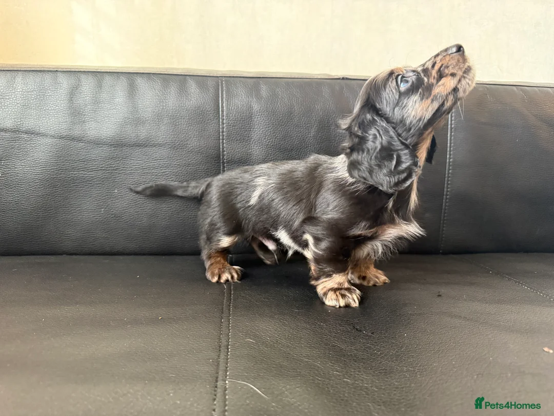 Miniature Dachshund dogs for sale: Mini long hair dachshunds  - Advert 13
