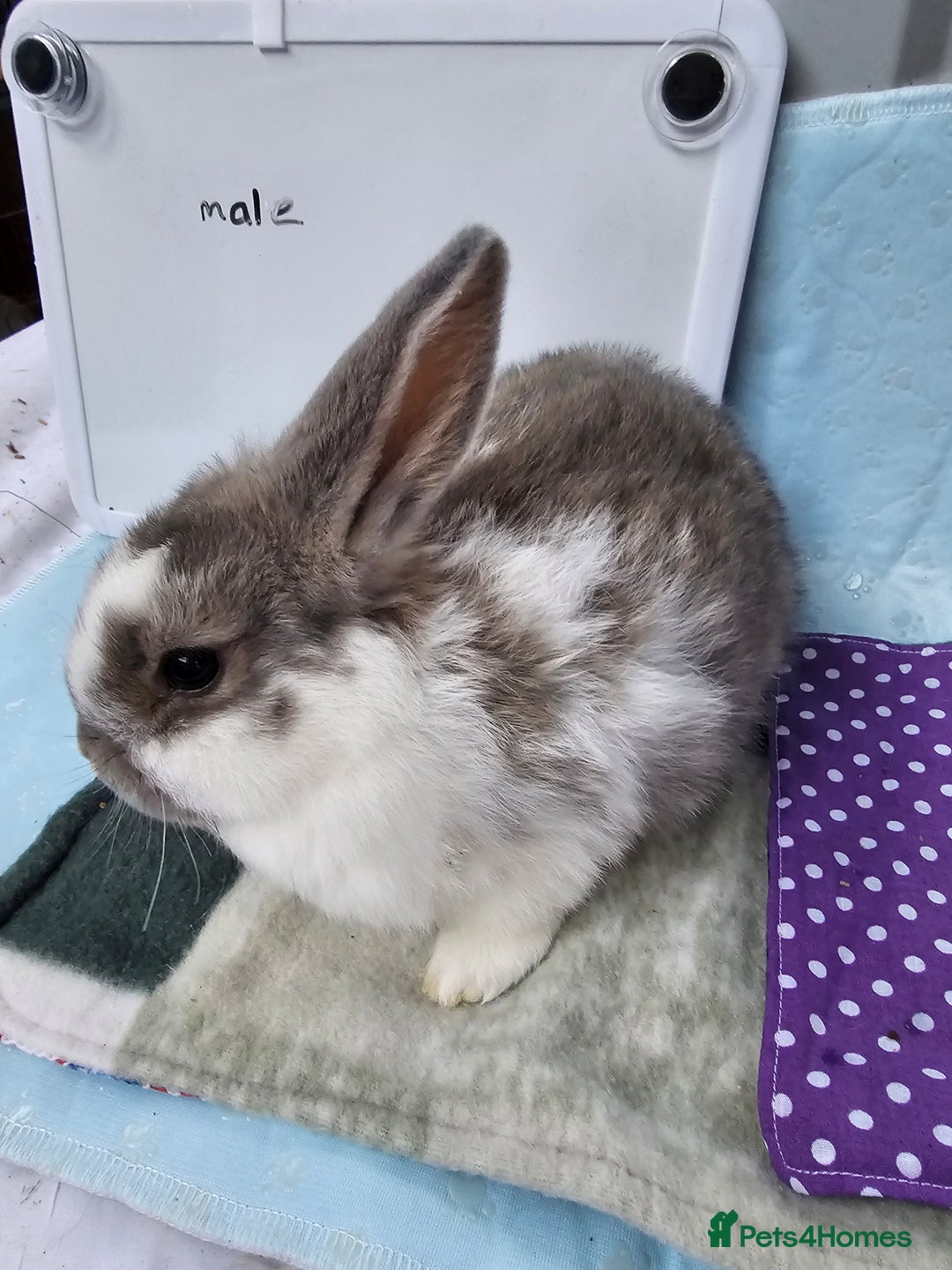Mini Lop rabbits for sale: ✨️Mini Lop Litter✨️ - Advert 8
