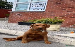 Toy Poodle dogs for stud: Proven red toy poodle For stud  ( Health tested )  in Rotherham - Image 11