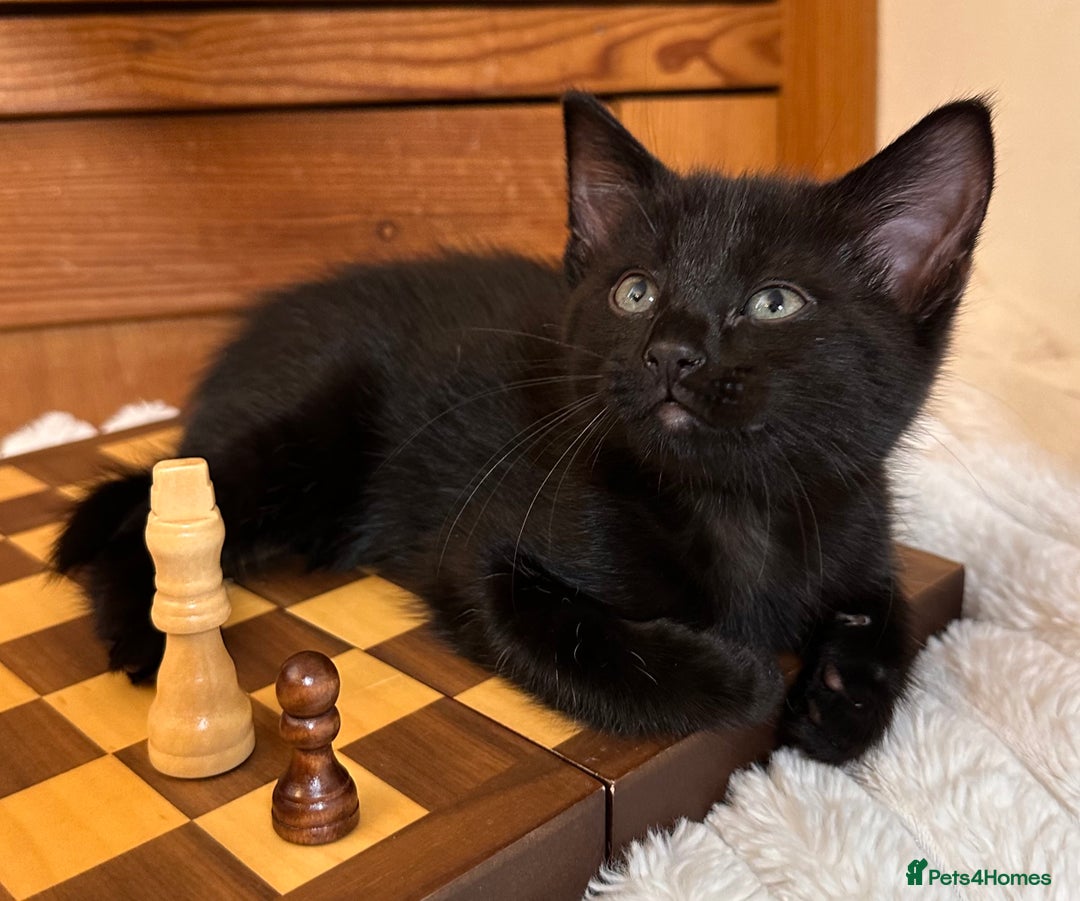 Mixed Breed cats for sale: Kittens from half Siamese mum - Advert 6