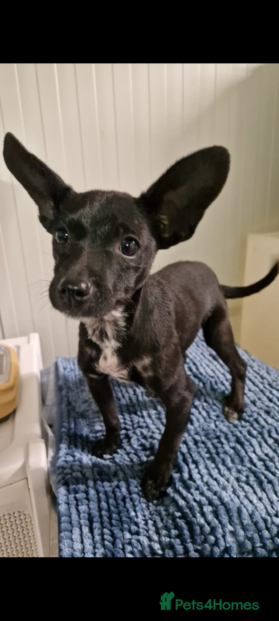 Mixed Breed dogs Mrs Jumbo small 4kg chi mix - Advert 1