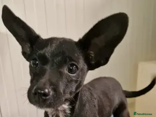 Mixed Breed dogs Mrs Jumbo small 4kg chi mix - Advert 1