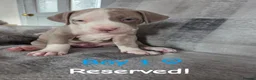 Mixed Breed dogs for sale: 11 stunning American bulldog/Staff puppies *Merle* in Halesowen - Advert 10