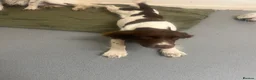 English Springer Spaniel dogs for sale: 8 month old female springer  - Advert 5