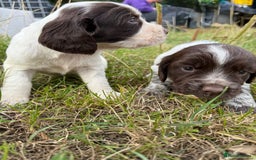 Cocker Spaniel dogs for sale: Extensively Health Tested KC Registered  - Image 14