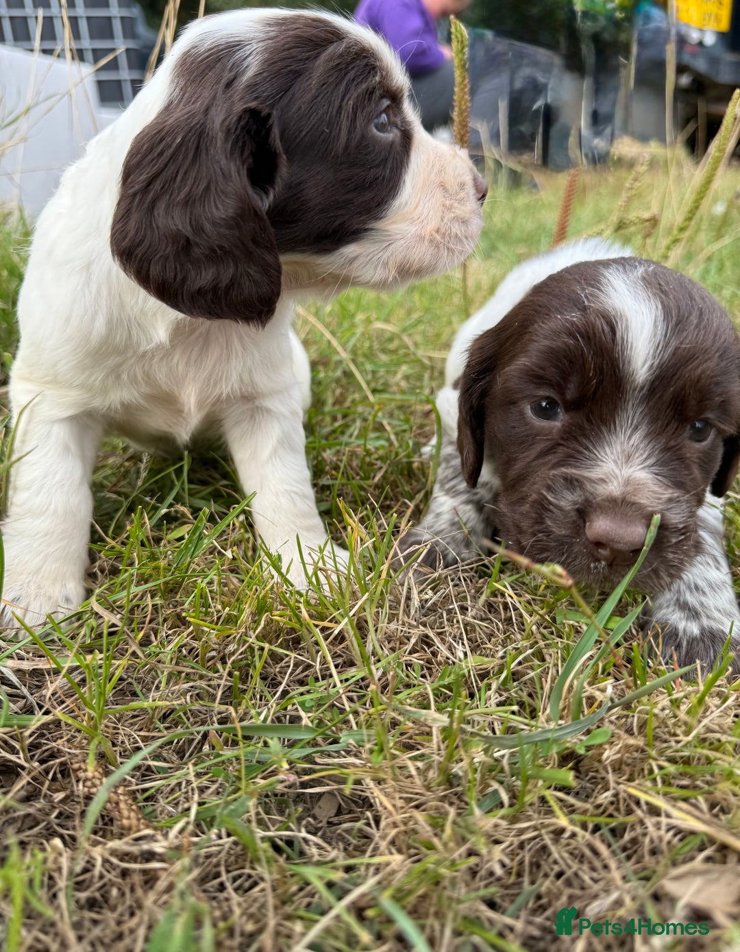 Cocker Spaniel dogs for sale: Extensively Health Tested KC Registered  - Image 14