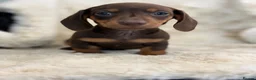 Miniature Dachshund dogs for sale: Beautiful mini smooth dachshund puppies - Advert 8