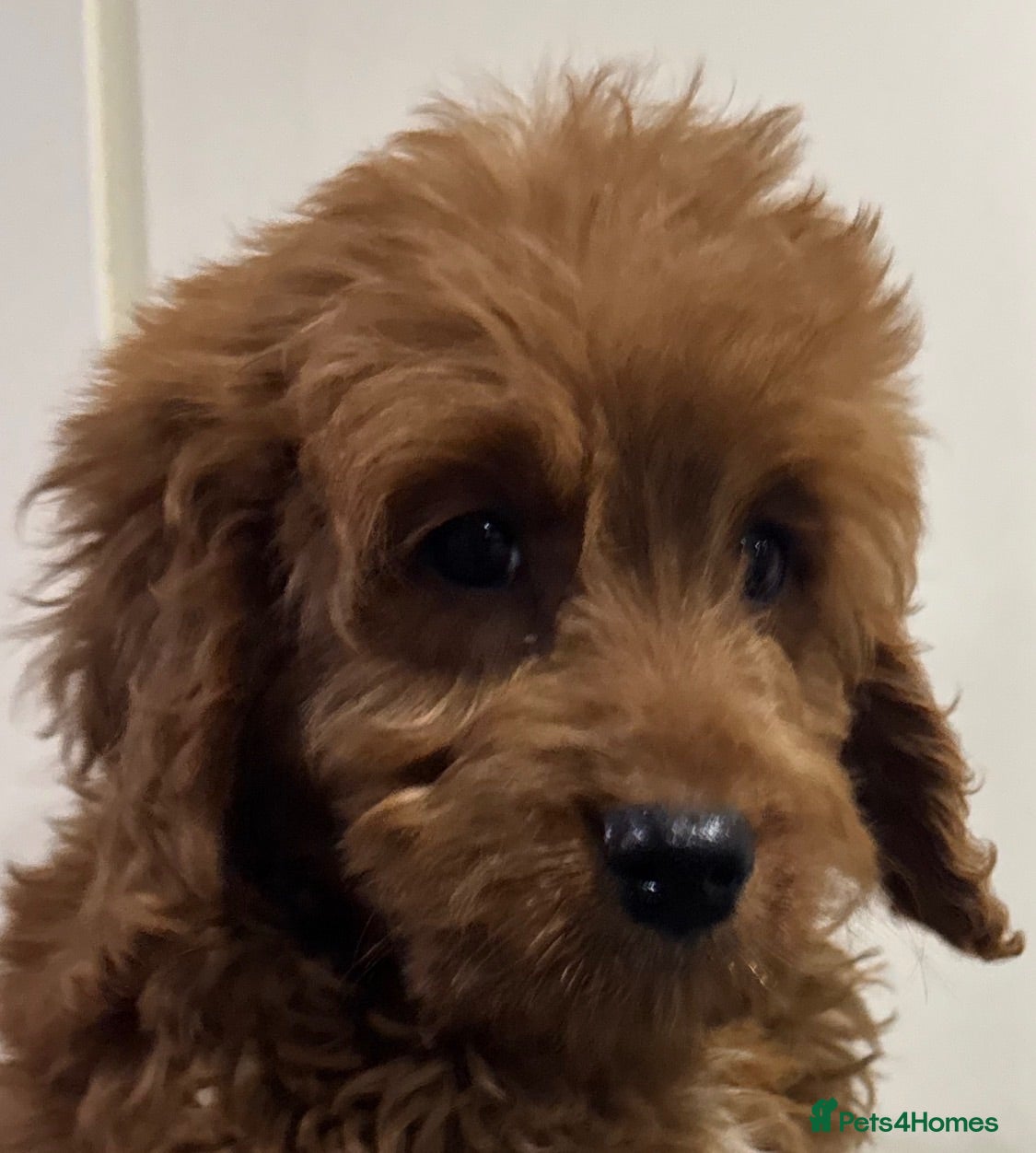 Mini Goldendoodle dogs Health-Tested Family Happy Sociable Goldendoodles - Advert 1