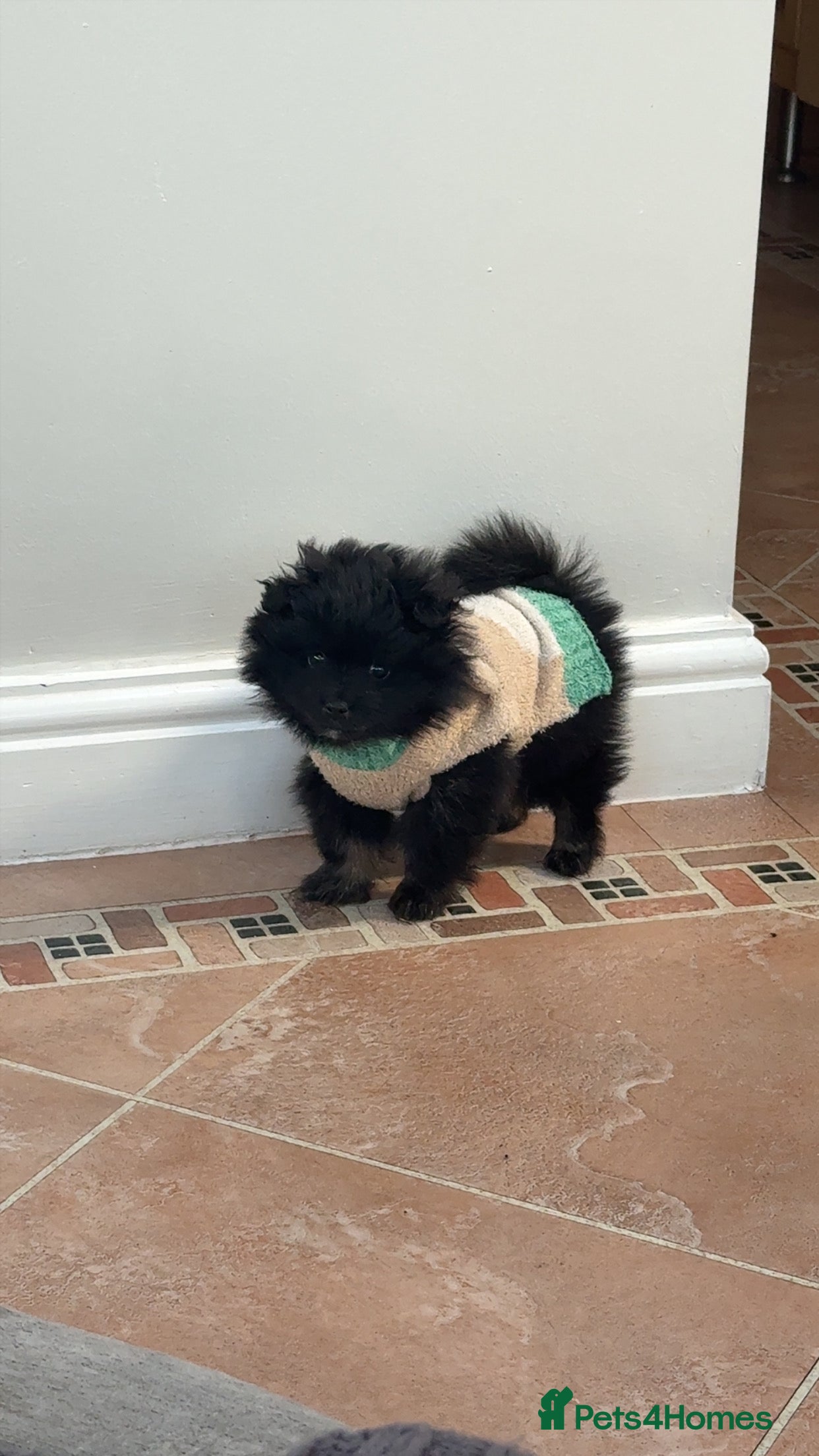 Pomeranian dogs Pomerian boy for sale  - Advert 1