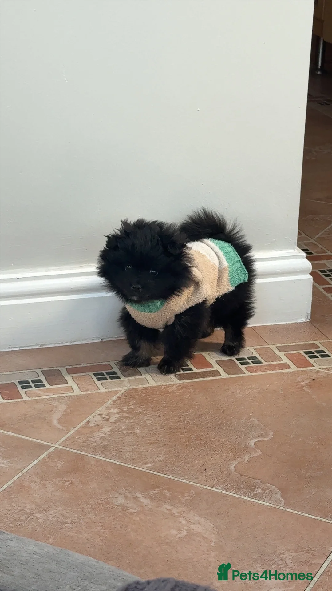 Pomeranian dogs for sale: Pomerian boy for sale  - Advert 1