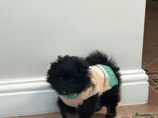 Pomeranian dogs Pomerian boy for sale - Advert 1