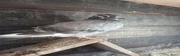 Pigeons birds for sale: young racing pigeons  - Advert 6