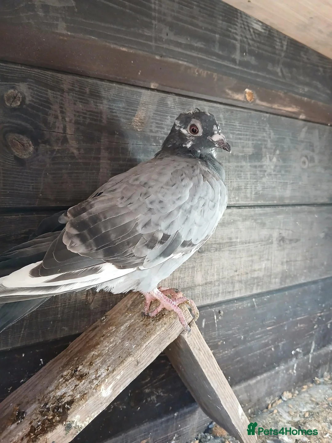 Pigeons birds for sale: young racing pigeons  - Advert 6